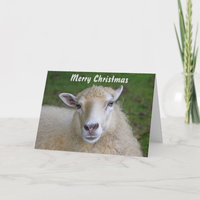 Schöne Weihnachtskarte für Schafe Feiertagskarte (Vorderseite)
