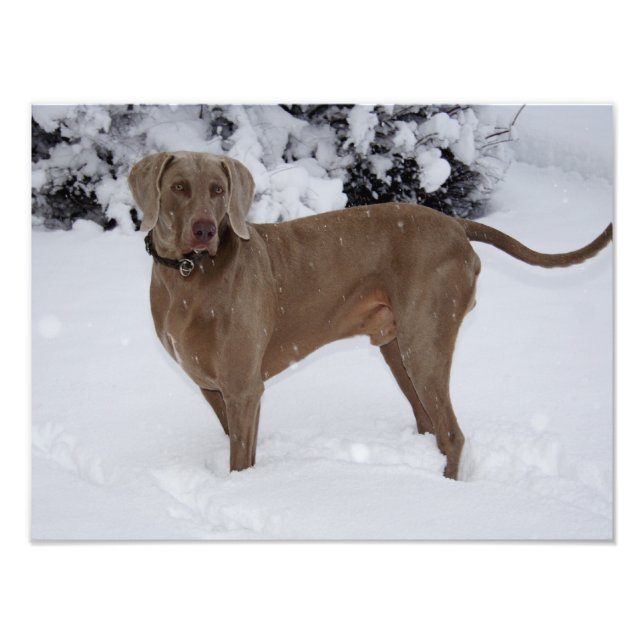 Schöne Weimaraner im Schnee Fotodruck (Vorne)