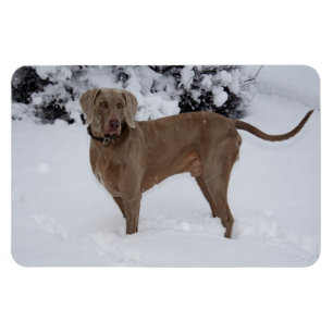 Schöne Weimaraner im Schnee Magnet
