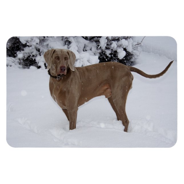 Schöne Weimaraner im Schnee Magnet (Horizontal)