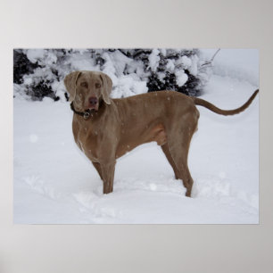 Schöne Weimaraner im Schnee Poster
