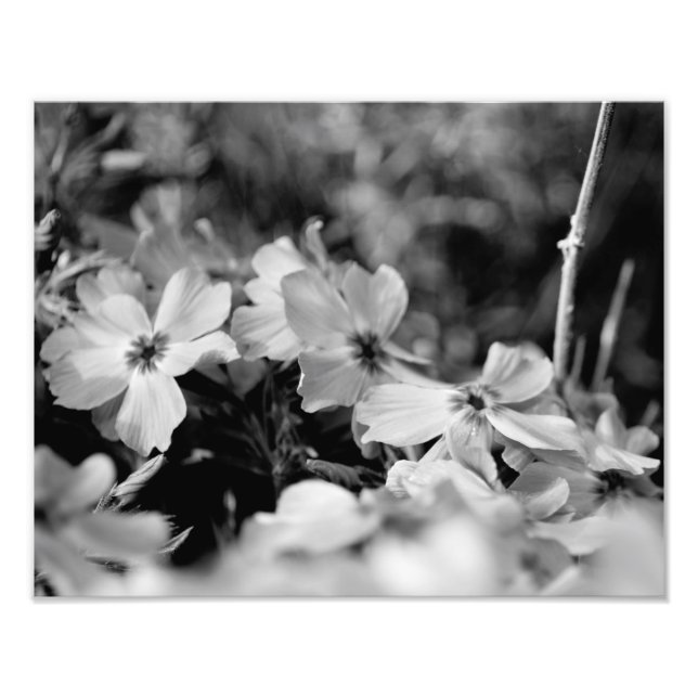 Schöne weiße Blume Schwarz-Weiß Fotodruck (Vorne)