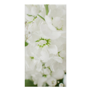 Schöne weiße Blüten Florenz von Ava Poster
