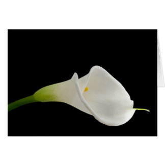Schöne weiße Calla