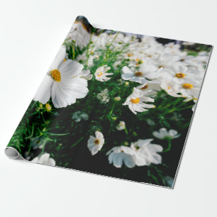 Schöne weiße Cosmos-Blumen blühen in gardena Geschenkpapier
