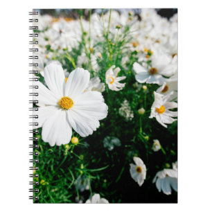 Schöne weiße Cosmos-Blumen blühen in Gardena Notizblock