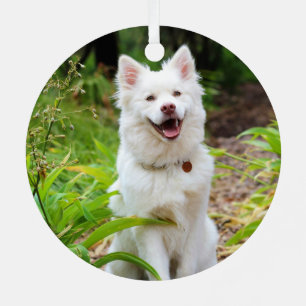 Schöne Weiße Finnische Spitz - Lapphund Ornament Aus Metall