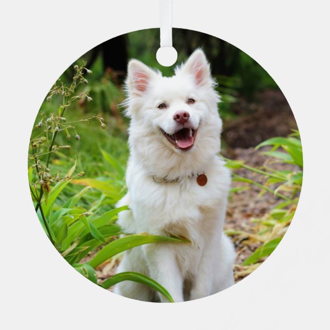 Schöne Weiße Finnische Spitz - Lapphund Ornament Aus Metall (Rückseite)