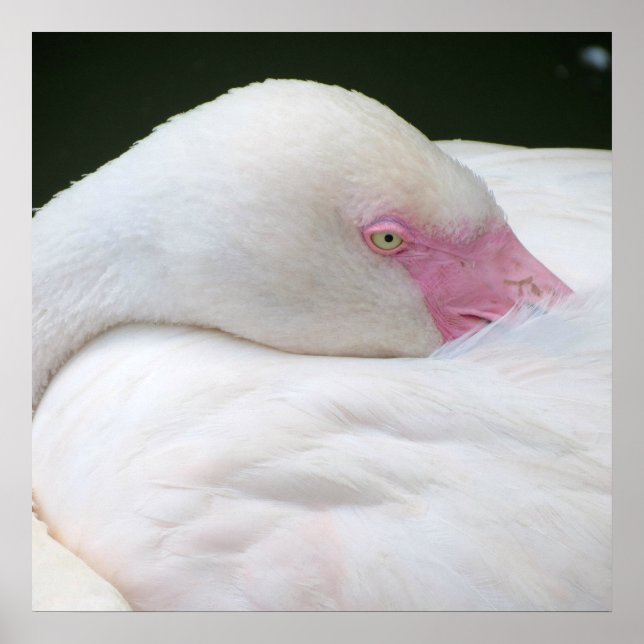 Schöne weiße Flamingo Poster (Vorne)