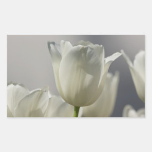 Schöne weiße Frühlings-Tulpen Rechteckiger Aufkleber