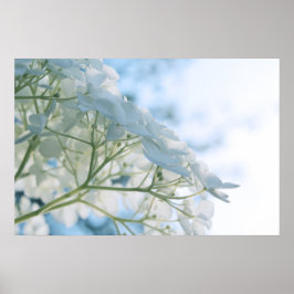 Schöne weiße Hydrangea Blooms Highkey Poster