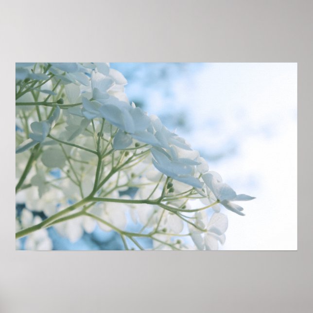 Schöne weiße Hydrangea Blooms Highkey Poster (Vorne)