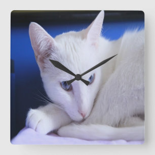 Schöne weiße Katze/addieren das Foto Ihres Quadratische Wanduhr