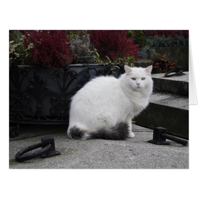Schöne weiße Katze auf einem Grab (Vorderseite (Horizontal))