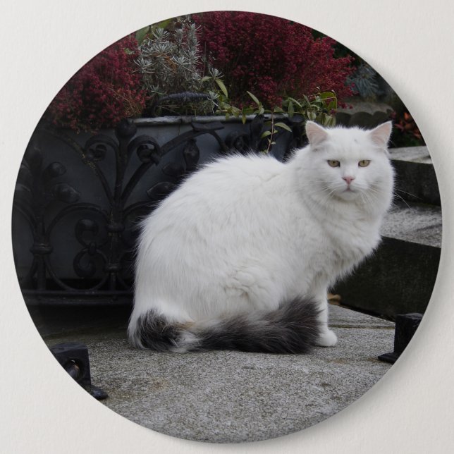 Schöne weiße Katze auf einem Grab Button (Vorderseite)