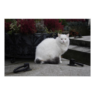 Schöne weiße Katze auf einem Grab Poster