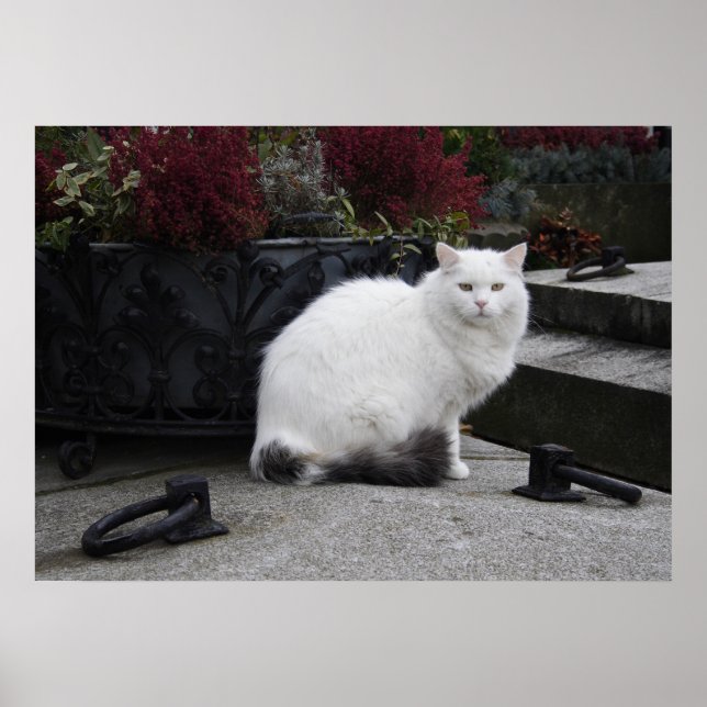 Schöne weiße Katze auf einem Grab Poster (Vorne)