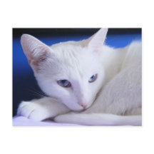 Schöne weiße Katze/Foto des Haustiers hinzufügen