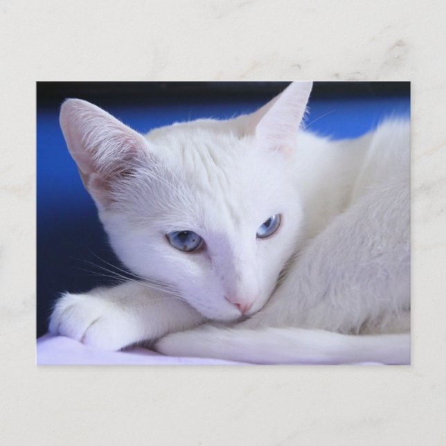 Schöne weiße Katze/Foto des Haustiers hinzufügen Postkarte (Vorderseite)
