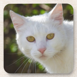 Schöne weiße Katze Getränkeuntersetzer