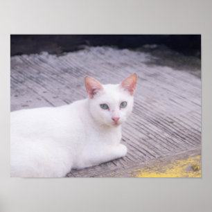 Schöne weiße Katze Poster