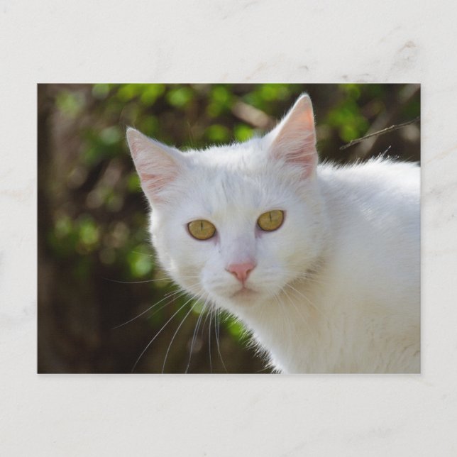 Schöne weiße Katze Postkarte (Vorderseite)