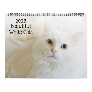 Schöne weiße Katzen 2022 Kalender
