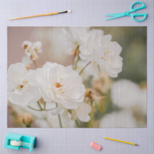 Schöne weiße Korbin-Rosen Nahaufnahme-Fotografie Seidenpapier