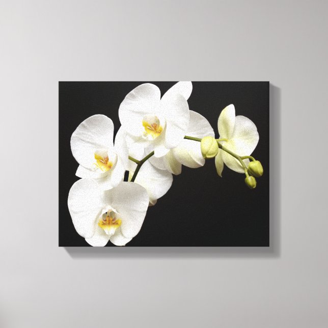 Schöne weiße Orchidee mit schwarzem Hintergrund Leinwanddruck (Vorderseite)