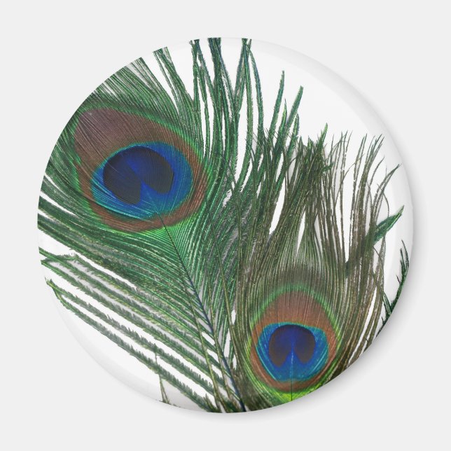 Schöne Weiße Pfauenfeder Magnet (Vorne)