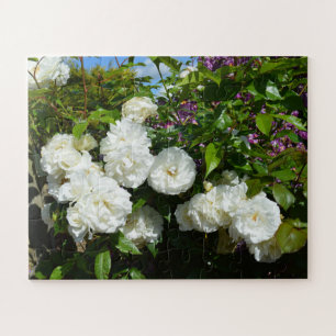 Schöne weiße Rosen