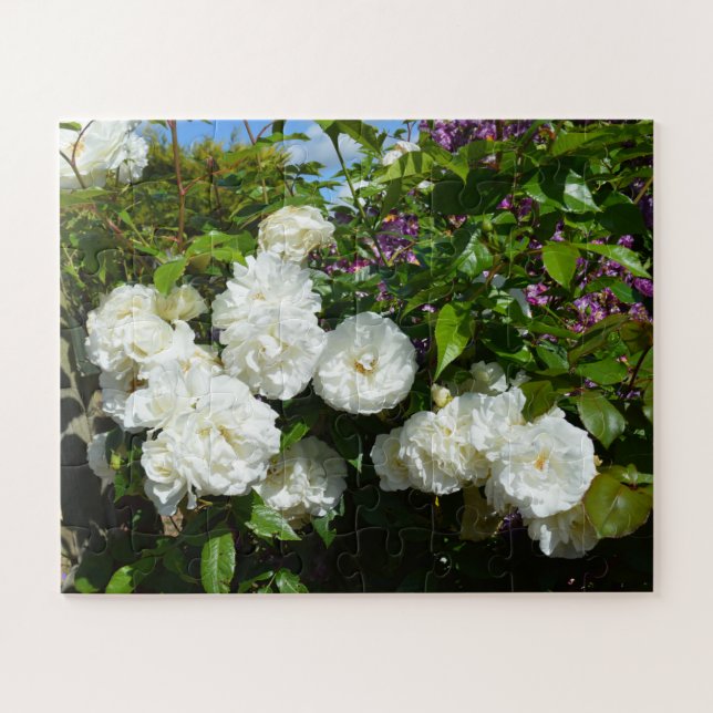 Schöne weiße Rosen (Horizontal)