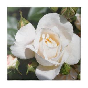 schöne weiße Rosenblume. Liebe und Romantik Fliese