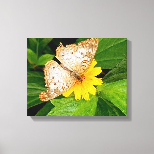 schöne weiße Schmetterlingsmotte gelbe Blume Leinwanddruck (Vorderseite)