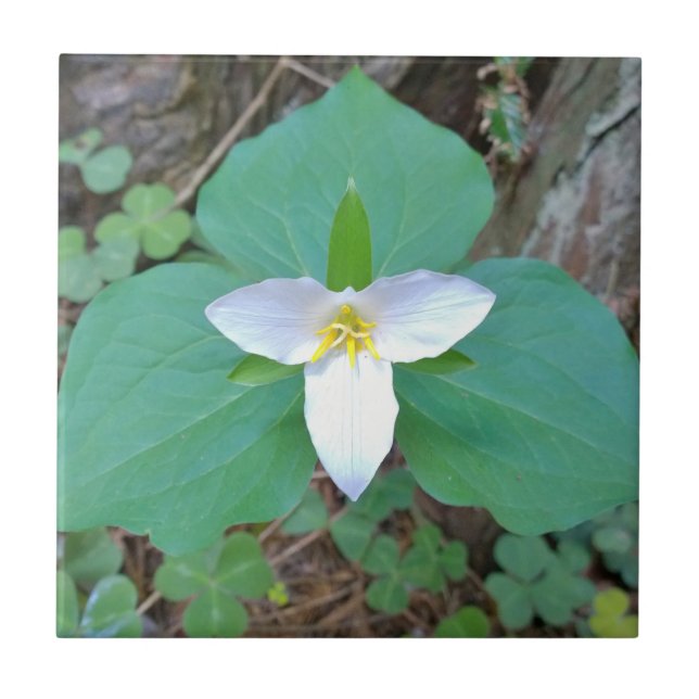 Schöne weiße Trillium-Blume im Wald Fliese (Vorderseite)
