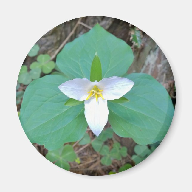 Schöne weiße Trillium-Blume im Wald Magnet (Vorne)