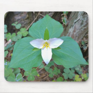 Schöne weiße Trillium-Blume im Wald Mousepad