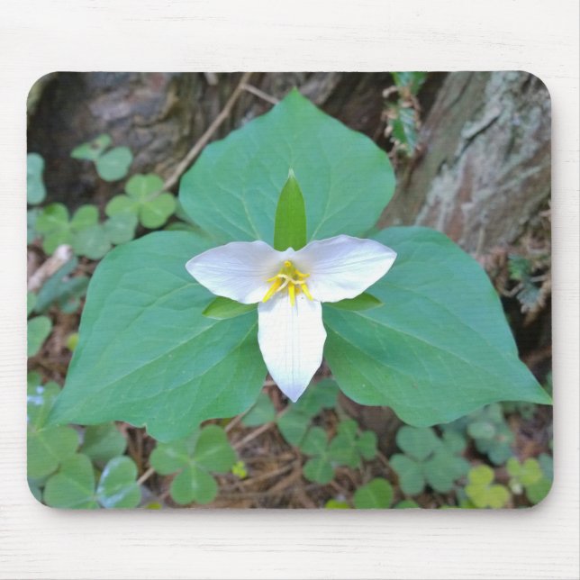 Schöne weiße Trillium-Blume im Wald Mousepad (Vorne)