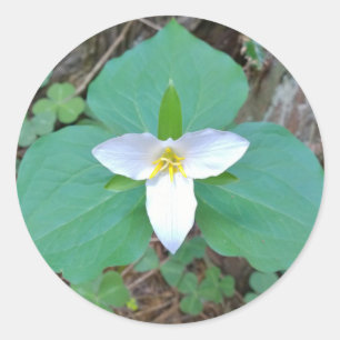Schöne weiße Trillium-Blume im Wald Runder Aufkleber