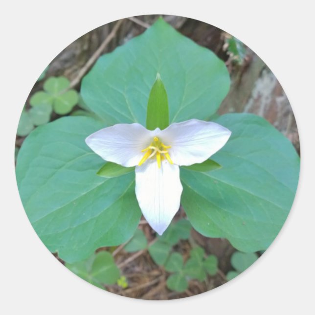 Schöne weiße Trillium-Blume im Wald Runder Aufkleber (Vorderseite)