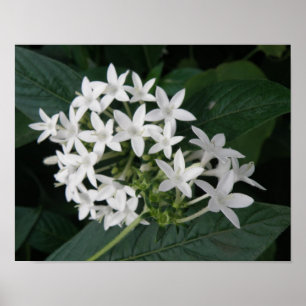 Schöne weiße tropische Blumen Druck Poster