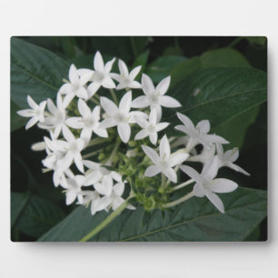 Schöne weiße tropische Blumen Tafel Fotoplatte
