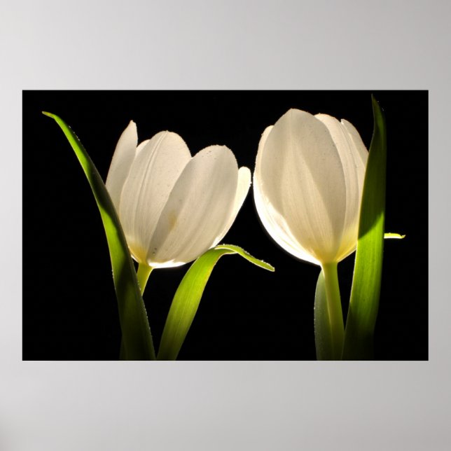 Schöne weiße Tulips auf schwarzem Hintergrund Poster (Vorne)