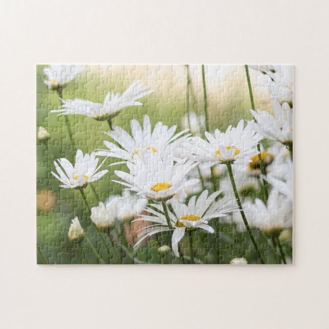 Schöne White Daisies | Blume auf dem grünen Feld (Horizontal)
