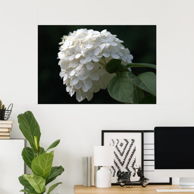 Schöne White Limon Hydrangea Blume Poster (Heimbüro)