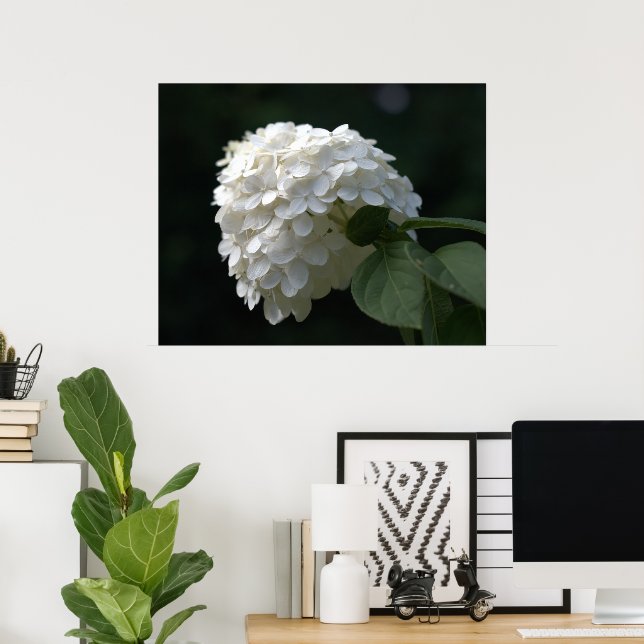 Schöne White Limon Hydrangea Blume Poster (Heimbüro)
