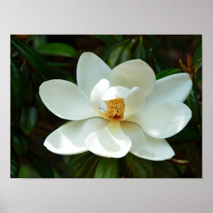 Schöne White Magnolia Blume Poster
