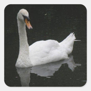 Schöne White Swan Stickers
