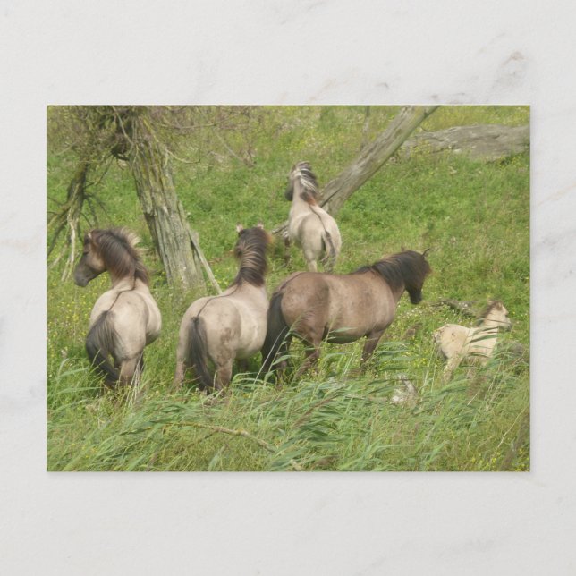 Schöne Wilde Pferde DIY Postkarte (Vorderseite)