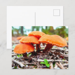 Schöne wilde Pilze im Herbstfeld Postkarte